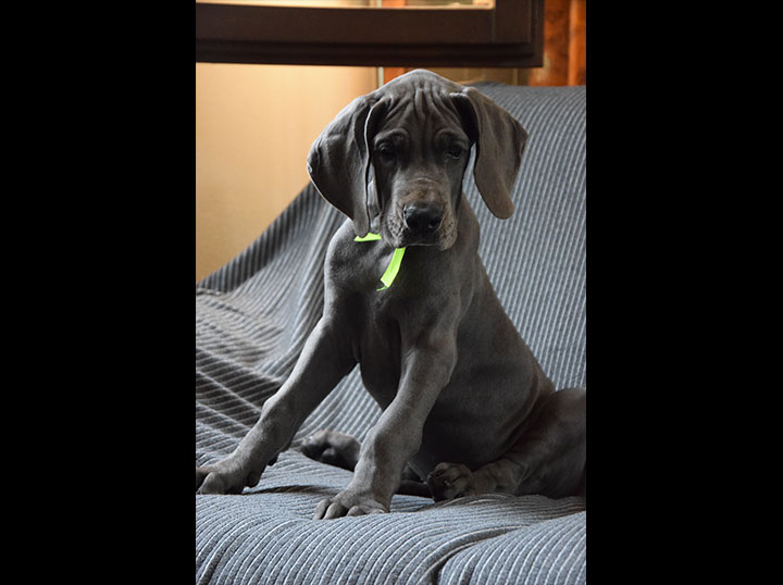 Cane alano femmina