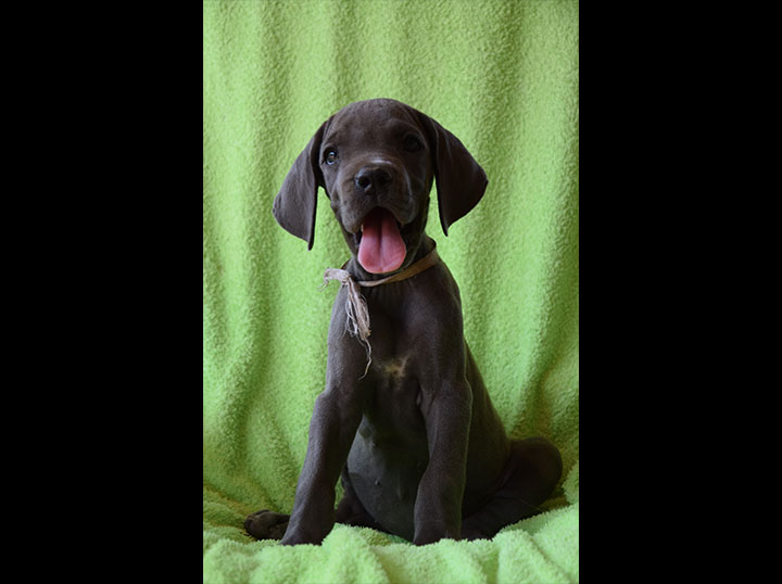 Cane alano femmina