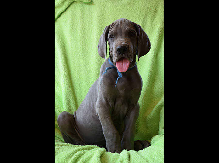 cucciolo alano maschio