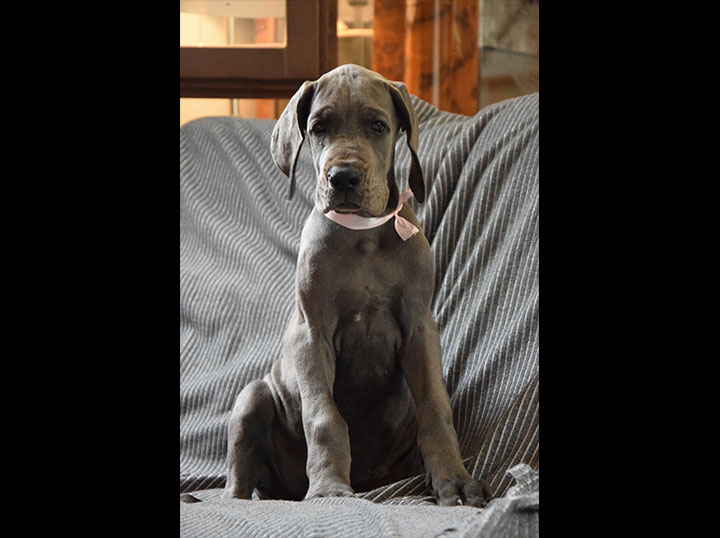 Cane alano femmina