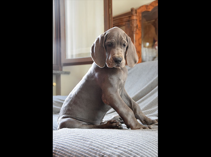 Cane alano femmina