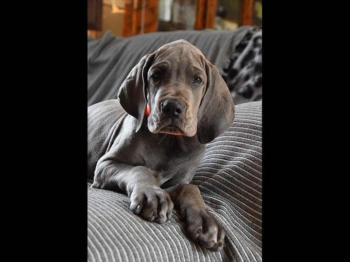 cucciolo alano maschio