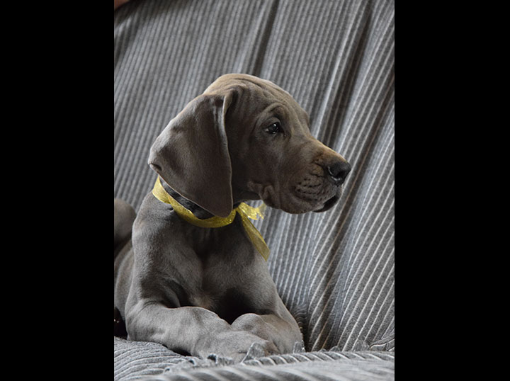 Cane alano femmina