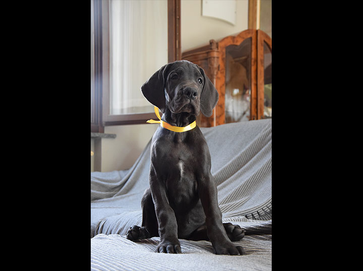 Cane alano femmina