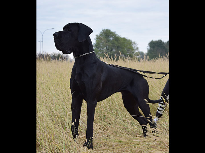 Cane alano maschio adulto