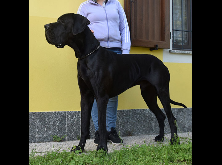 Cane alano maschio adulto