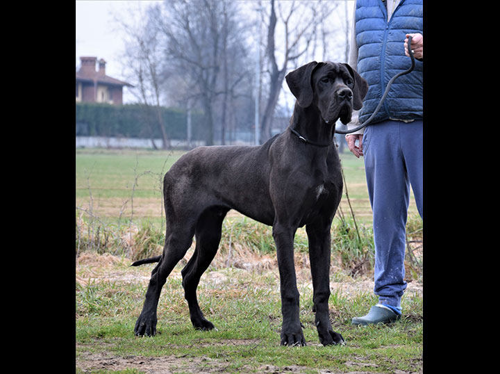 Alano maschio adulto