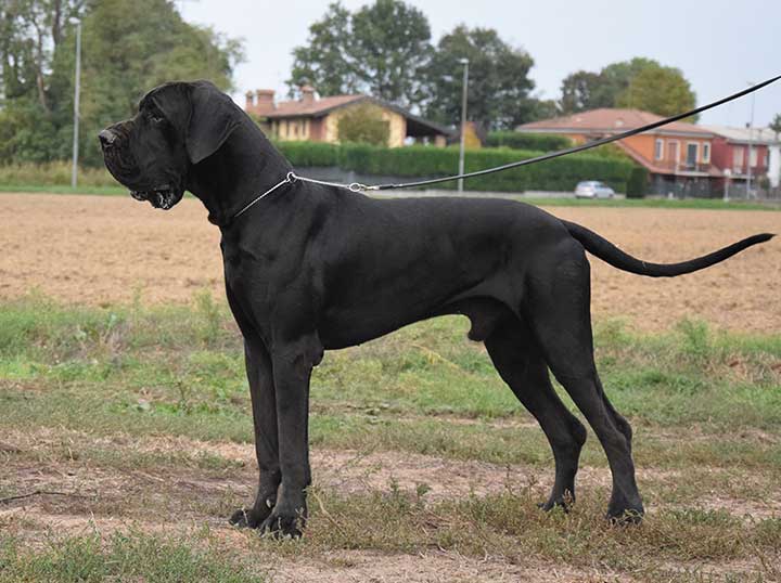 alano maschio nero